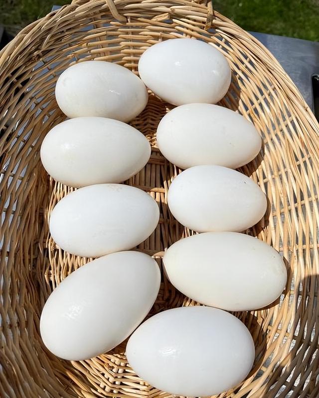 鹅蛋再次被关注！研究显示：高血糖常吃鹅蛋，不过半年有这些改善